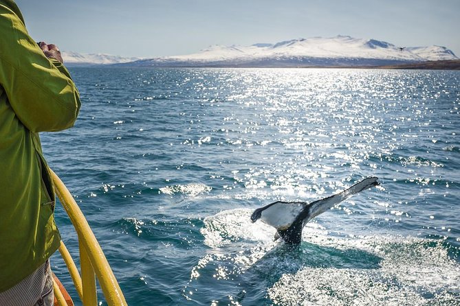 Whale Watching and Sea Angling Tour - Why Hauganes makes sense for whale watching