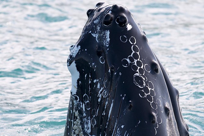 Whale Watching and Sea Angling Tour - The boat, crew, and onboard comfort