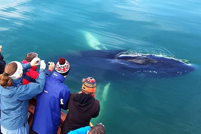 Whale Watching and Sea Angling Tour - Price and overall value at $100