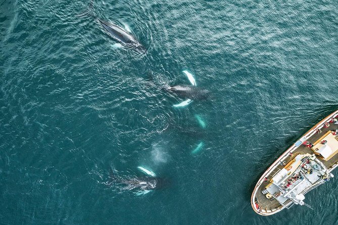 Whale Watching and Sea Angling Tour - Who will enjoy this trip most