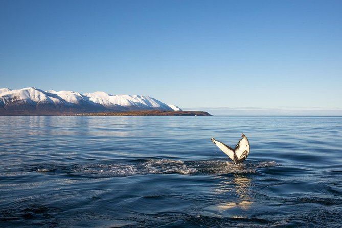 Whale Watching and Sea Angling Tour - What the 3.5-hour itinerary feels like
