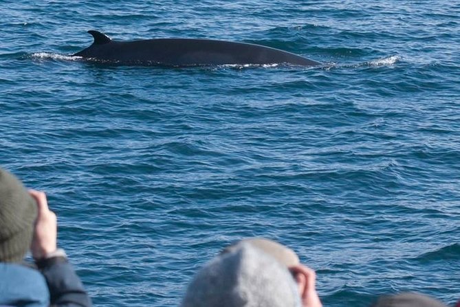 Whale Watching & ATV Adventure from Reykjavik - Why combining ATVs and whales works