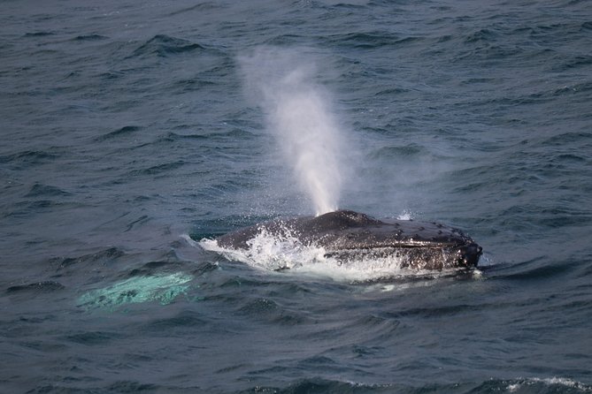 Whale-Watching Boat Tour with Expert Guide from Reykjavik - Leaving Reykjavik’s Old Harbor