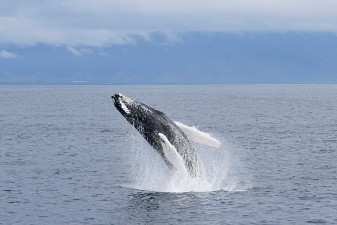 Whale-Watching Boat Tour with Expert Guide from Reykjavik - What the ride into Faxaflói Bay feels like