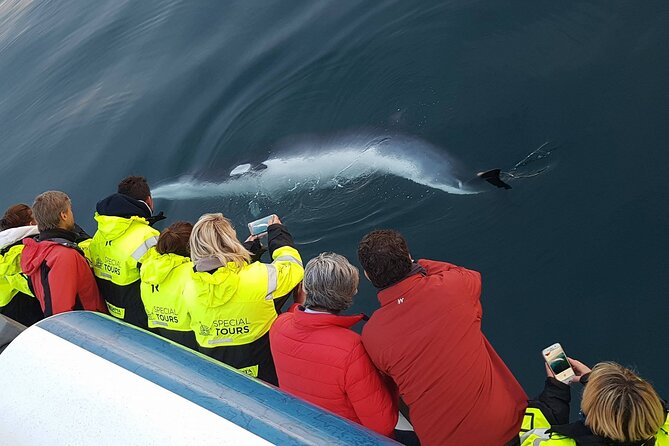 Whale-Watching Boat Tour with Expert Guide from Reykjavik - The best place to watch from the boat