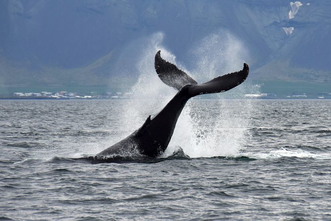 Whale-Watching Boat Tour with Expert Guide from Reykjavik - Why the guide makes a difference