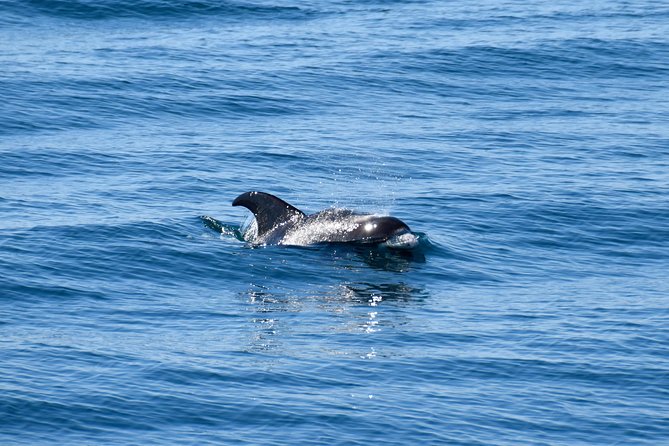 Whale-Watching Boat Tour with Expert Guide from Reykjavik - Weather, comfort, and the Iceland factor