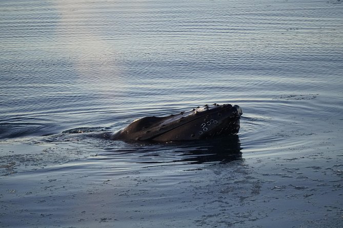 Whale-Watching Boat Tour with Expert Guide from Reykjavik - Is $86.51 a fair price?