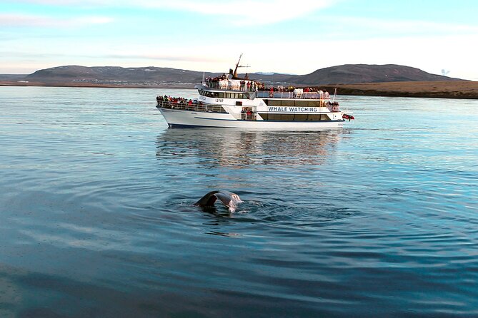 Whale-Watching Boat Tour with Expert Guide from Reykjavik - Who should book this trip?