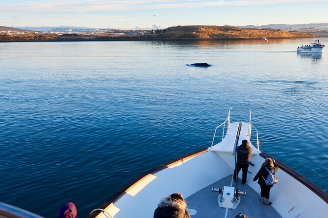 Whale Watching Cruise on a Yacht in Reykjavik - Leaving the Old Harbour for Faxaflói Bay