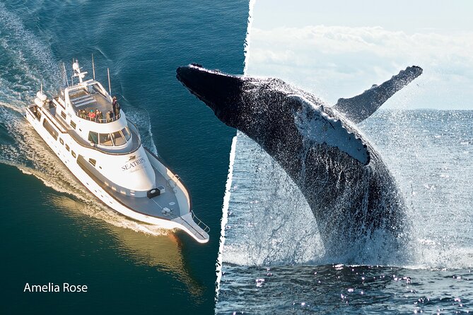 Whale Watching Cruise on a Yacht in Reykjavik - Dolphins, porpoises, and the smaller surprises