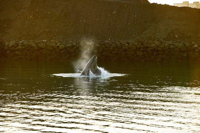 Whale Watching Cruise on a Yacht in Reykjavik - The boat, seating, and cold-weather comfort