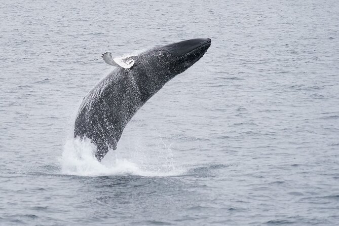 Whale Watching Cruise on a Yacht in Reykjavik - A guide who keeps the quiet stretches useful