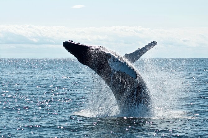 Whale Watching Cruise on a Yacht in Reykjavik - Rough water and the real comfort question