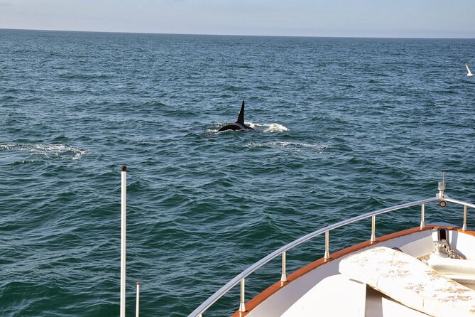 Whale Watching & Dolphin Yacht Cruise - Choosing your viewing spot on Harpa or Amelia Rose