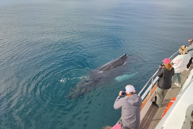 Whale Watching & Dolphin Yacht Cruise - Cold, wind, and seasickness