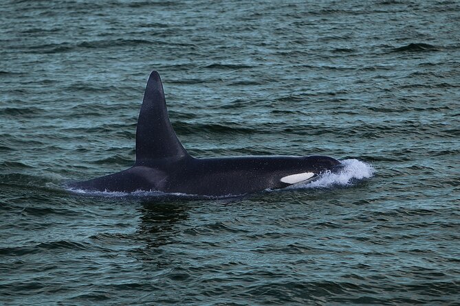 Whale Watching & Dolphin Yacht Cruise - Is $108.61 a fair price?