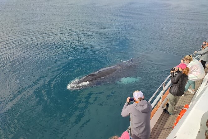 Whale Watching & Dolphin Yacht Cruise - Who will enjoy this cruise most?