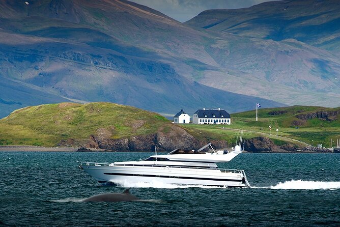 Whale Watching & Dolphin Yacht Cruise - My practical advice before you go