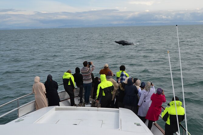 Whale Watching & Dolphin Yacht Cruise - What the onboard guide adds
