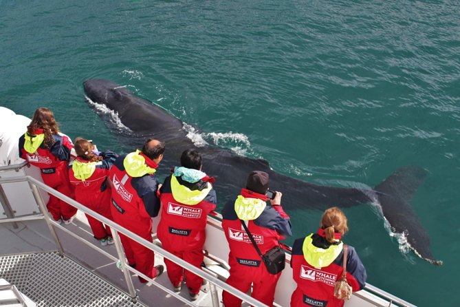 Whale Watching from Downtown Akureyri - Key points to know before you book
