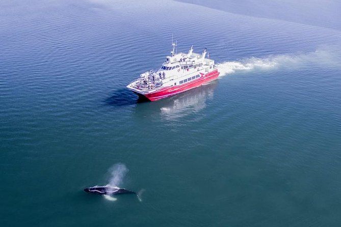 Whale Watching from Downtown Akureyri - Why Akureyri is a smart place for whale watching