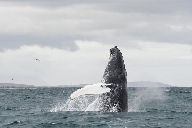Whale Watching from Downtown Akureyri - Getting ready for Icelandic water