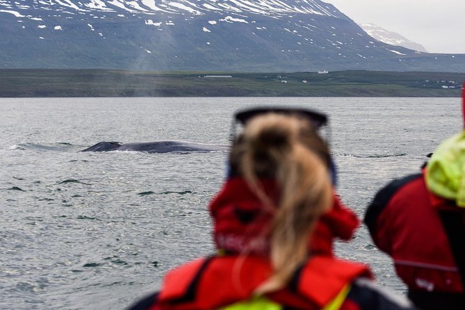Whale Watching from Downtown Akureyri - Is $104 a fair price?