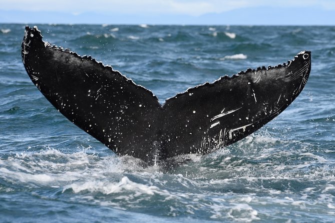 Whale Watching from Downtown Akureyri - Handling weather, cancellations, and timing