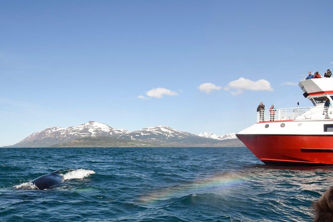 Whale Watching from Downtown Akureyri - Meeting the boat at Oddeyrarbót 2