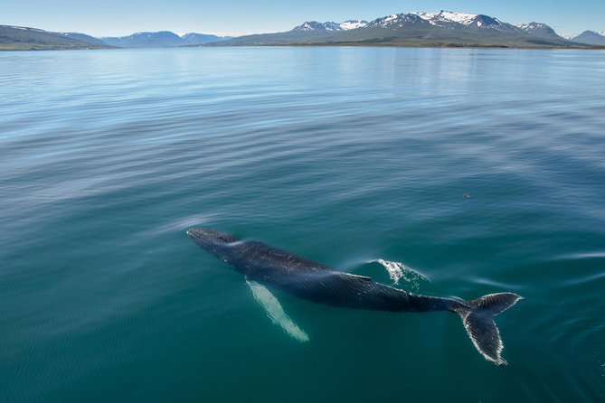Whale Watching from the Heart of Akureyri - Key points to know before you book