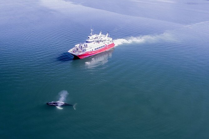 Whale Watching from the Heart of Akureyri - Why Eyjafjörður is a good place to look for whales