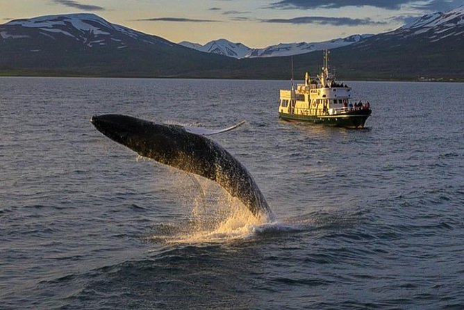 Whale Watching from the Heart of Akureyri - What happens during the three-hour cruise