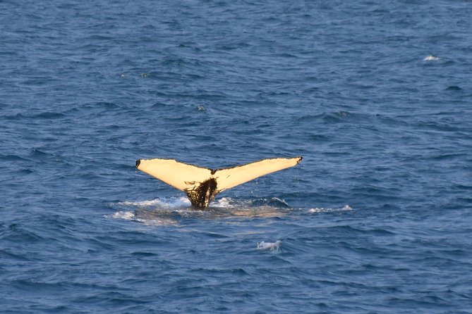 Whale Watching from the Heart of Akureyri - The boat, viewing decks, and heated cabin