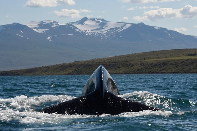Whale Watching from the Heart of Akureyri - The guide and the value of live commentary