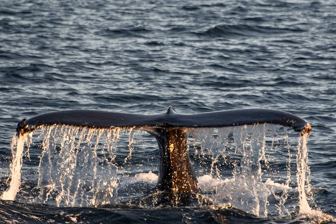Whale Watching from the Heart of Akureyri - How likely are you to see a whale?