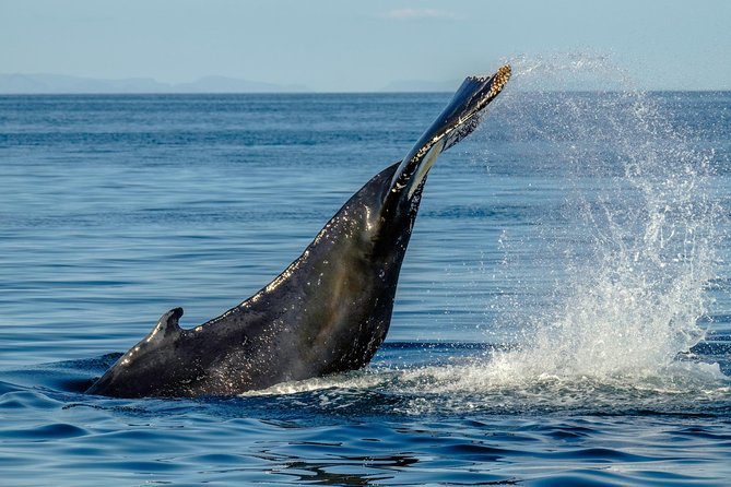 Whale Watching from the Heart of Akureyri - Weather, comfort, and what to pack