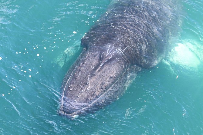 Whale Watching from the Heart of Akureyri - Is $112.05 a fair price?