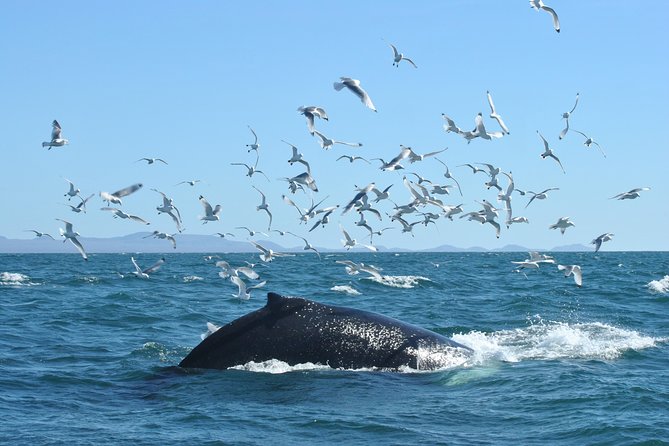Whale Watching from the Heart of Akureyri - Reaching the boat in central Akureyri