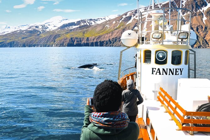 Whale Watching in Husavik - Leaving Húsavík aboard an old oak boat