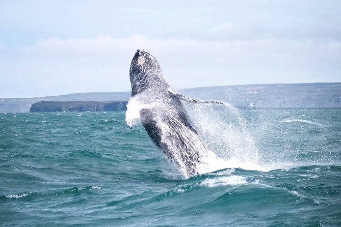 Whale Watching in Husavik - The whale-watching period: lucky days and quiet days