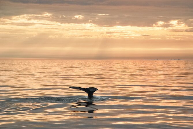 Whale Watching in Husavik - The boat ride itself: comfort, cold, and seasickness
