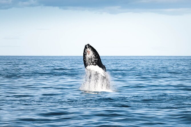 Whale Watching in Husavik - How the $113 price measures up