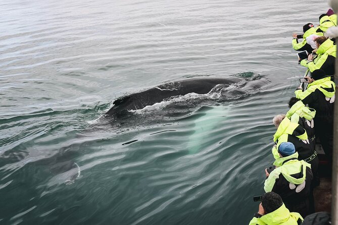 Whale Watching in Husavik - The first hour: crossing Skjálfandi Bay