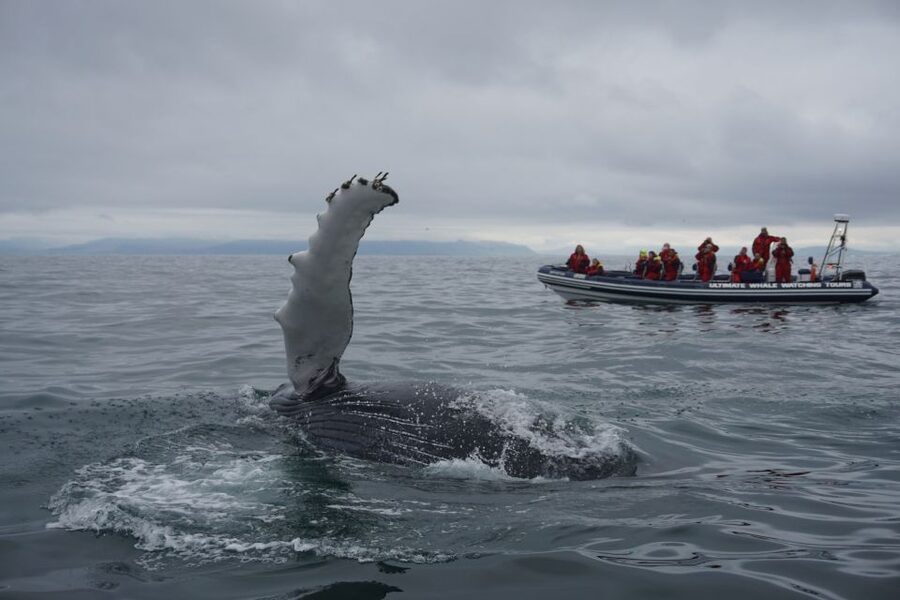 Whale Watching in Reykjavik by Speedboat - Should you book this Reykjavik speedboat tour?