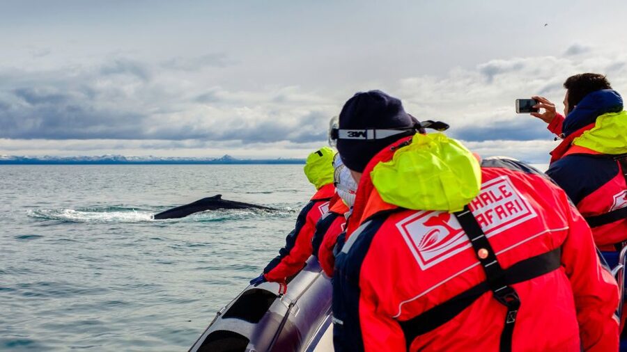 Whale Watching in Reykjavik by Speedboat - Starting at Reykjavik Old Harbour