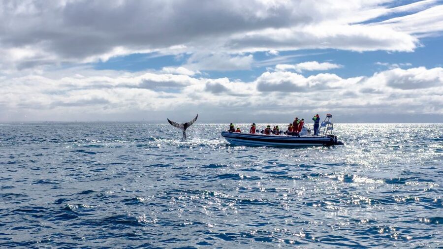 Whale Watching in Reykjavik by Speedboat - Reykjavik from the water on the return