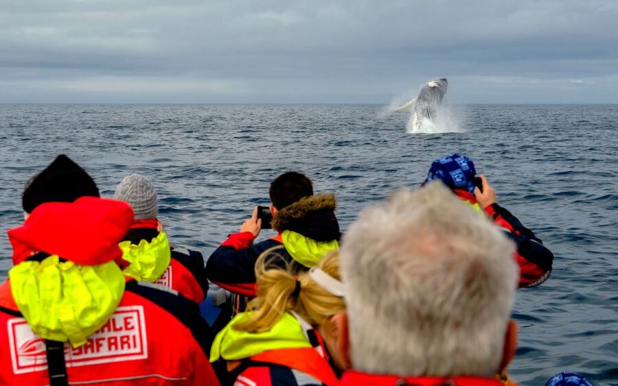 Whale Watching in Reykjavik by Speedboat - How the $200 price makes sense