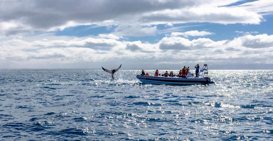 Whale Watching in Reykjavik by Speedboat - Weather, comfort, and who should skip it