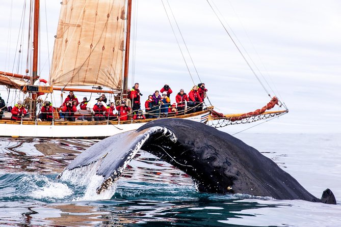 Whale Watching on a Traditional Oak Sailing Ship from Husavik - Choosing between a schooner and a standard whale boat